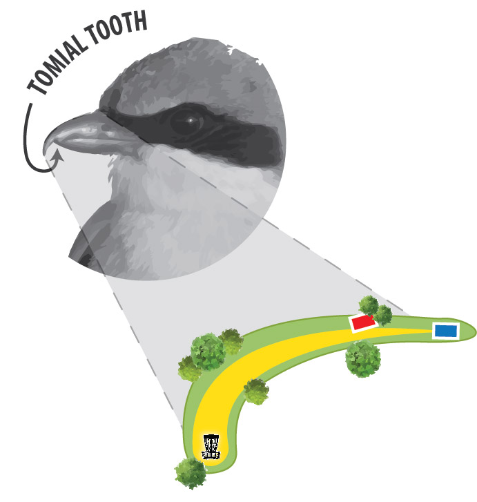 Image of a birds tomial tooth and how it relates to a holes design using the experiential design concept